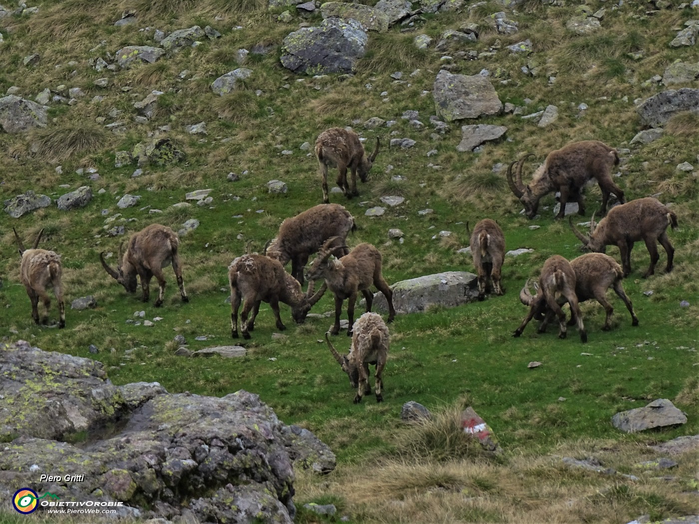 41 Tra Bocchetta di Val Pianella e Bocca di Trona tanti stambecchi maschi adulti.JPG